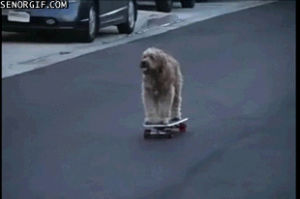 skate,dog,walking,skateboards,realizes