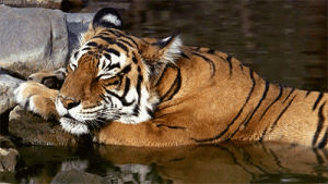 tiger,animal,nature,water,sleep