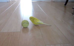 tennis,ball,parrot
