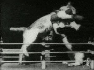 boxing,cat,film,vintage,weird,cinema,public domain
