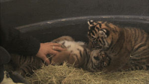 animals,baby,adorable,stripes,baby animals,newborn,animal s,cuddly,san diego zoo safari park,invisible,bro,you didnt see anything,penquin