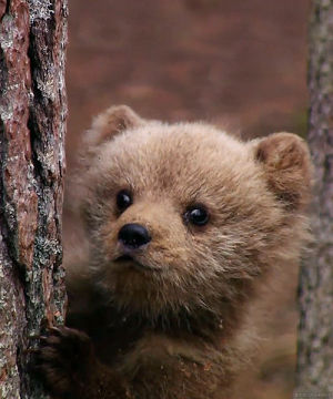 wildlife,brown bear,baby bear,animals,nature