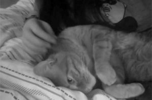 sleep,cat,black and white,night,ginger,tabby