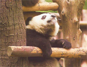 relaxing,chilling,panda bear
