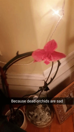 orchid,valentine,flowers,studio 360,my gify valentine,shitbats,valentines day