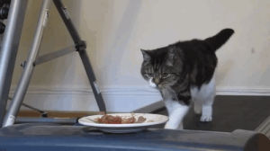 treadmill,cat,food,plate