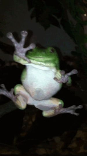 gumby,animals,animal,pet,amphibian,whites tree frog,sticky frog