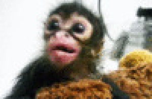 monkey,twanonaccount