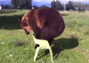bear,chair