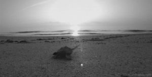 animals,black and white,beach,turtle