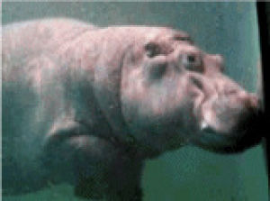 hippo,swimming,hippopatamus,animals,barrel roll