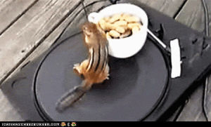 spinning,chipmunk