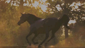 horse,sunset,horses,sunrise,sun,arab,equine,arabian
