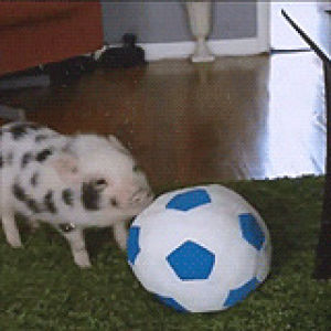 pig,soccer,piglet