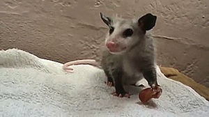 animals,food,opossum