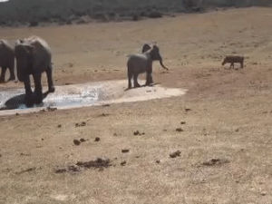 elephant,animals being jerks,baby,is,hog,chase