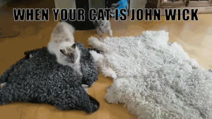 john wick,cat,crazy cat,matrix cat,cat fu,i know kung fu show me,catnu reeves