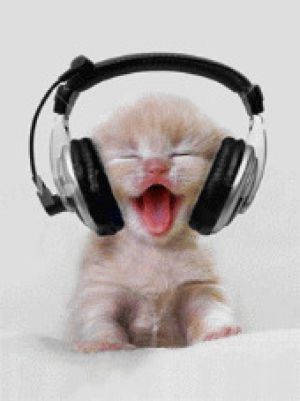 music,funny cat,happy cat,funny animal,cat
