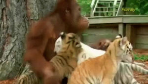tiger,orangutan,monkey,animal friendship