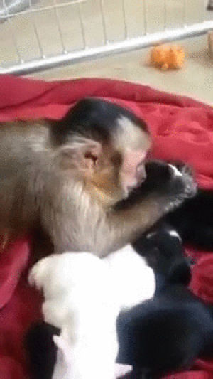 time,monkey,puppies,meets