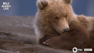 bear,brown bear,cute,animals,bbc,bbc one,wildlife,alaska,itchy,itch,live tv,alaska live