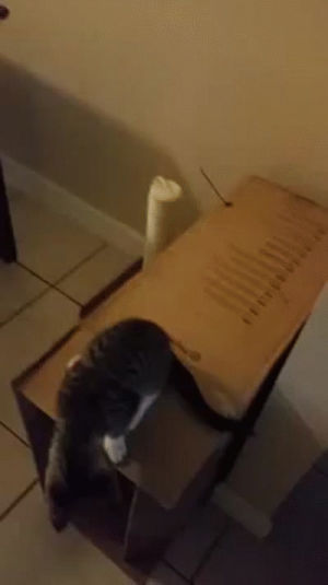 flip,cat,box