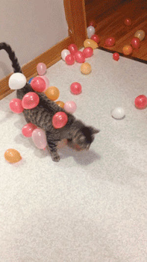 balloon,lo,cat