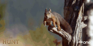 leap,flying squirrel,animals,jump,bbc,bbc one,bbc1,squirrel,wildlife,bbc 1,the hunt