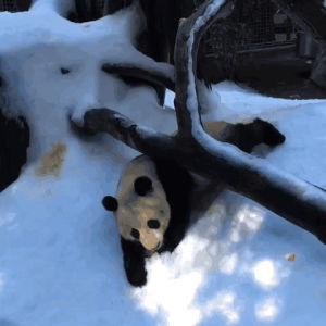 funny,animals,snow,play,panda,san diego zoo,sled
