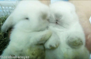 rubbing,animals,rabbit,bunny,snuggling