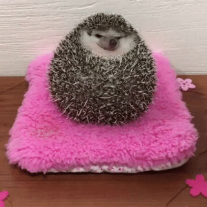 adorable,grumpy,happy,eyebleach,hedgehog,become