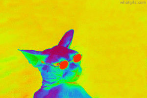 weed,high,neon,colors,cat,trippy,kitty