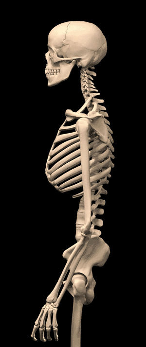 skeleton,posture,interesting,hold,changes