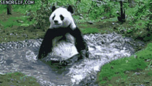 panda,relaxing,time,bath,be seen