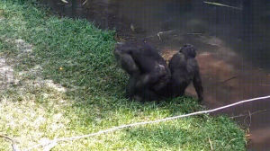 animals being jerks,bonobo,family,brick,throws