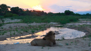 sunset,cinemagraph,lion