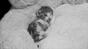 bed,black and white,photography,cat,animals,kitty