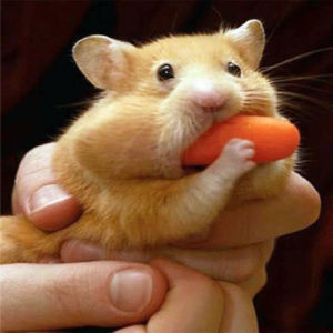 carrot,innuendo,cute,animals,piece