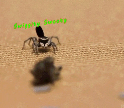 Funny Gifs Spider Gif Vsgif Com Funny Gifs Spider Gif Vsgif Com