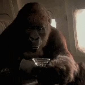 Bebe Gorilla Humour Gif On Gifer By Miradi