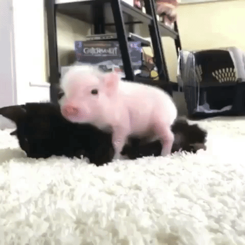 Adorable Animal Gifs That Are Packed With Cuteness - Animal Gifs