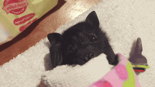 Ears reacting baby bat GIF en GIFER - de Sinrunner