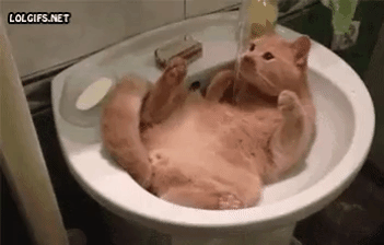 Cats In Sinks Humour Gata Gif On Gifer By Hugilanim