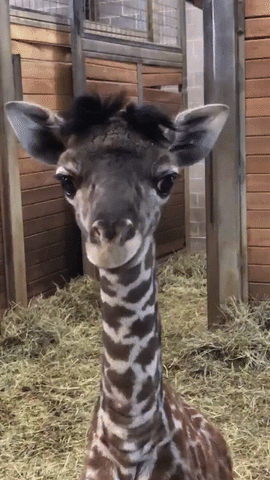 fxXP.gif