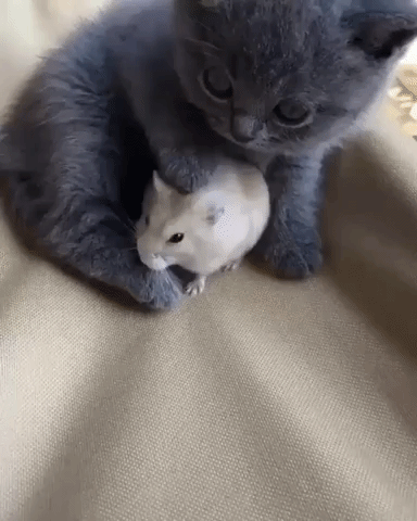 Good Friends Kitten And Mouse Cat And Mouse Gif On Gifer By Colore