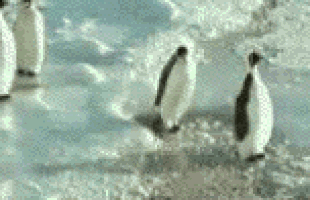 GIF bapped bap pinguin - animiertes GIF auf GIFER