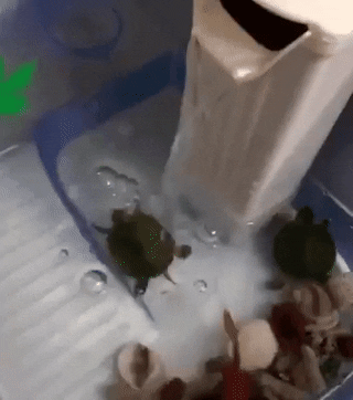 Turtle spin waterfall GIF - Find on GIFER