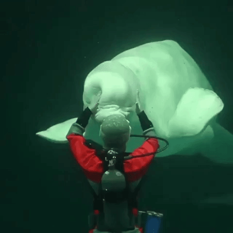 Beluga turning head