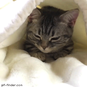 fyDY.gif