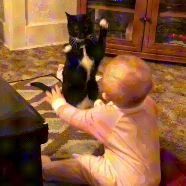 Повтори котика. Кот гиф для детей. Интересные гифки. Ребенок и кот смешные гиф. Гифы коты и дети.